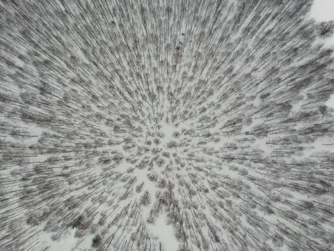 Winter birch forest with quadrocopter Stock Photos
