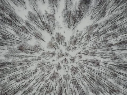 Winter birch forest with quadrocopter Stock Photos