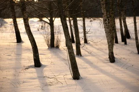 Winter Birch Forest With Soft Sunset Light Stock Photos