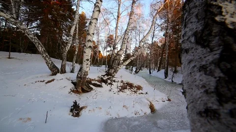 Winter birch grove Stock Footage 101427808