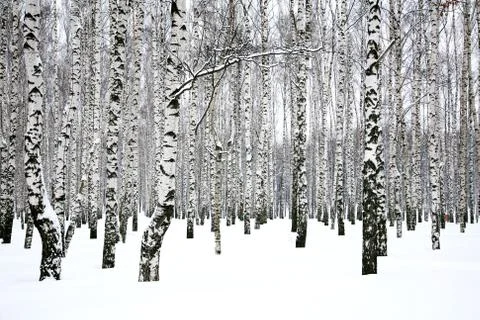 Winter birch grove Foto stock