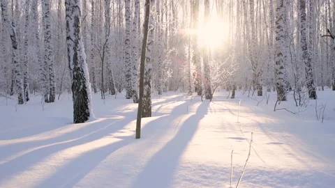 Winter birch grove at sunset or sunrise. 库存影片 170015124