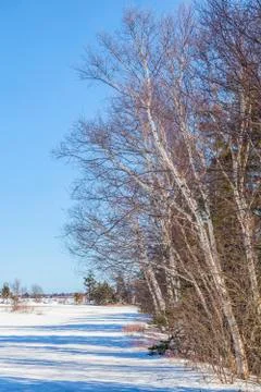 Winter birch Stock Photos