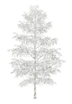 Winter birch tree isolated on white background Stock Illustration