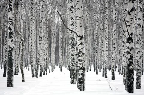 Winter birch trees Foto stock