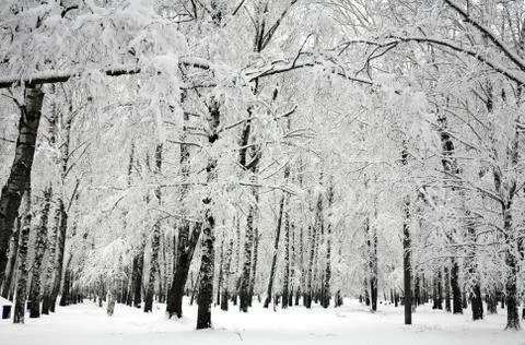 Winter birch trees Stock Photos