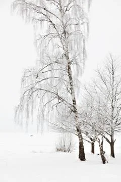Winter birch trees. 스톡 사진