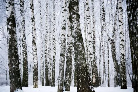 Winter birch trees Foto stock