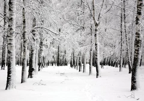 Winter birch trees in spring april day Stock-Fotos