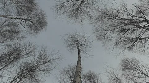 Winter birches Stock Footage 8990842