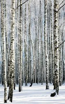 Winter birches 스톡 사진