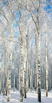Winter birches Stock Photos