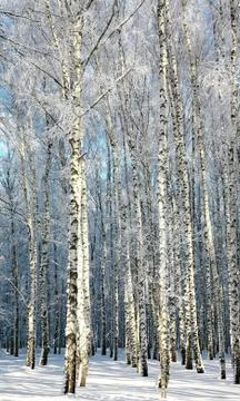 Winter birches in sunlight Stock Photos