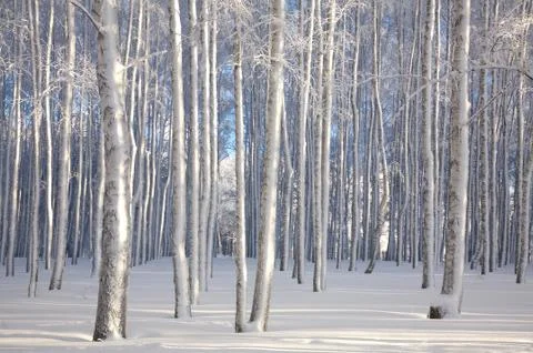 Winter birches in sunlight Stock Photos