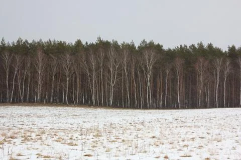 Winter Birchwoods Stock Photos