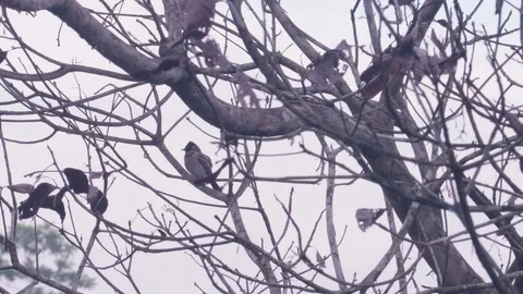 Winter Bird on a Dead Branch Stock-Footage 124450407