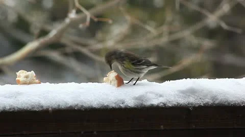 Winter bird eating bread Stock Footage 11060224