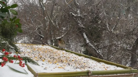 Winter bird feeder Stock Footage 346360760