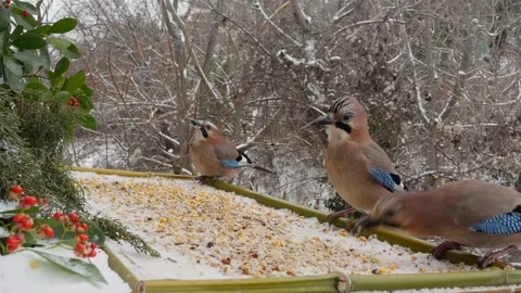 Winter bird feeder Stock Footage 346362398