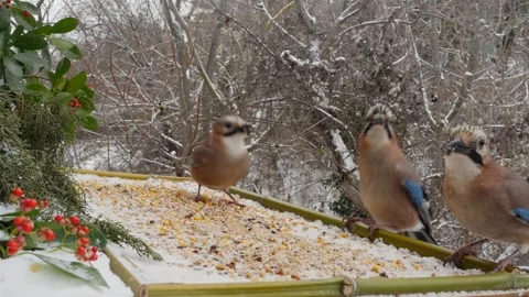 Winter bird feeder Stock Footage 346362788