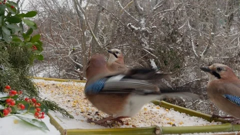 Winter bird feeder Stock Footage 346362972