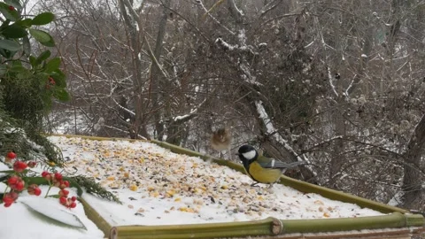 Winter bird feeder Stock Footage 346363529