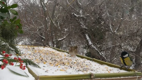 Winter bird feeder Stock Footage 346364866