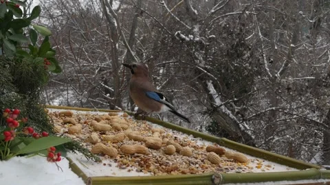 Winter bird feeder Stock Footage 346367042