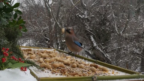 Winter bird feeder Stock Footage 346367132