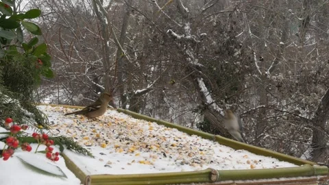 Winter bird feeder Stock Footage 346368239