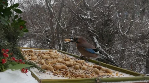 Winter bird feeder Stock Footage 346368323
