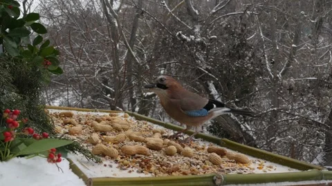 Winter bird feeder Stock Footage 346368572