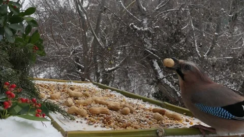 Winter bird feeder Stock Footage 346371305