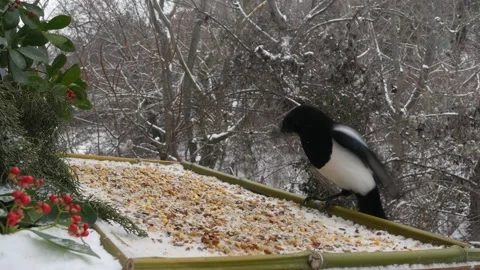 Winter bird feeder Stock Footage 346371316