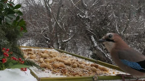 Winter bird feeder Stock Footage 346371680