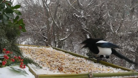 Winter bird feeder Stock Footage 346371724