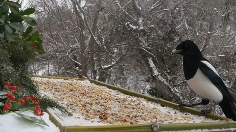 Winter bird feeder Stock Footage 346372200