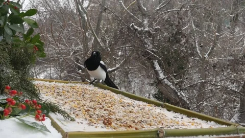 Winter bird feeder Stock Footage 346372577