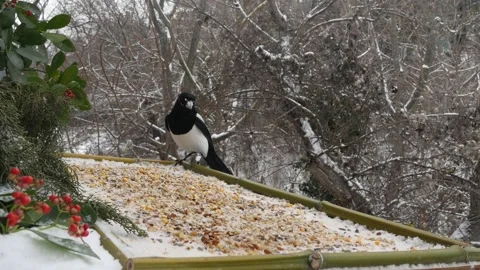 Winter bird feeder Stock Footage 346373671