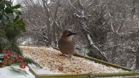 Winter bird feeder Stock Footage 346374582