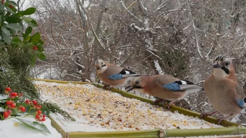 Winter bird feeder Stock Footage 346374737