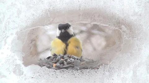 Winter bird feeders 動画素材 35501280