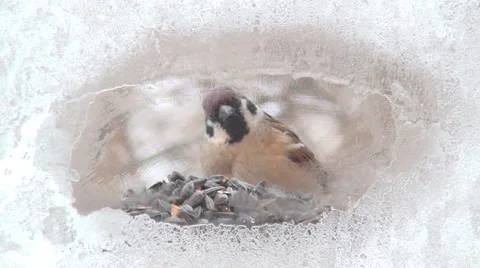 Winter bird feeders 動画素材 35501381