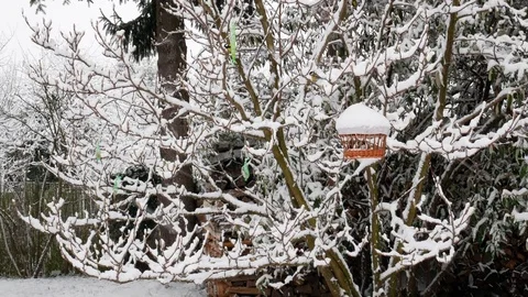 Winter Bird Feeding Stock Footage 84603845