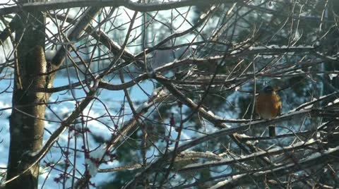 Winter bird Stock Footage 11017047
