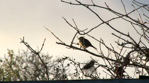 Winter Bird Stock Footage 46289624