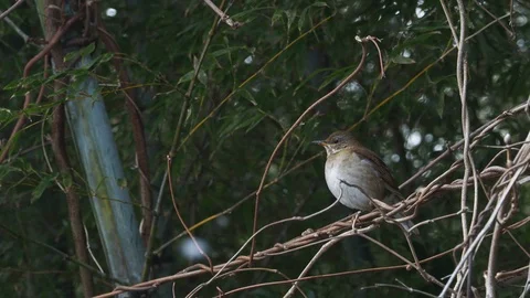 Winter bird. Stock Footage 97486231