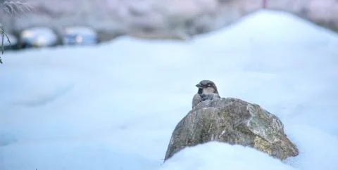Winter bird Stock Photos