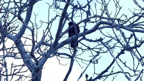 In winter the bird sits on a tree branch Stock-Footage 78922323