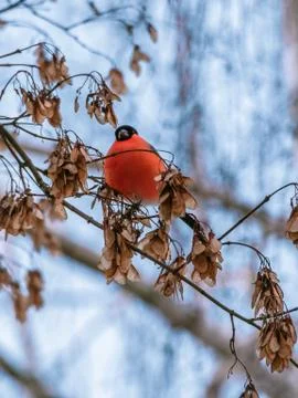 Winter bird sitting on a tree Stock Photos